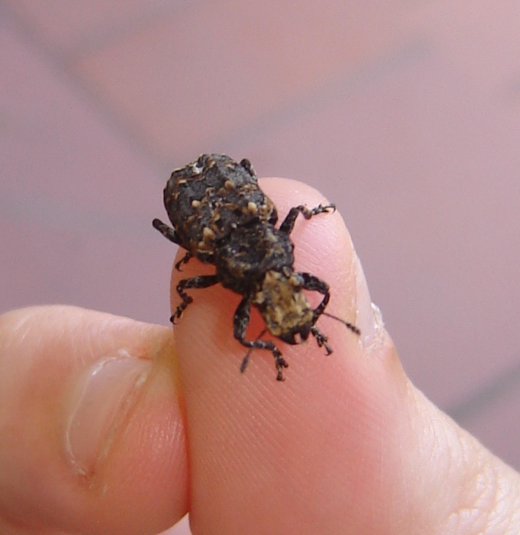 Che cos''?!? Platyrhinus resinosus (Anthribidae)